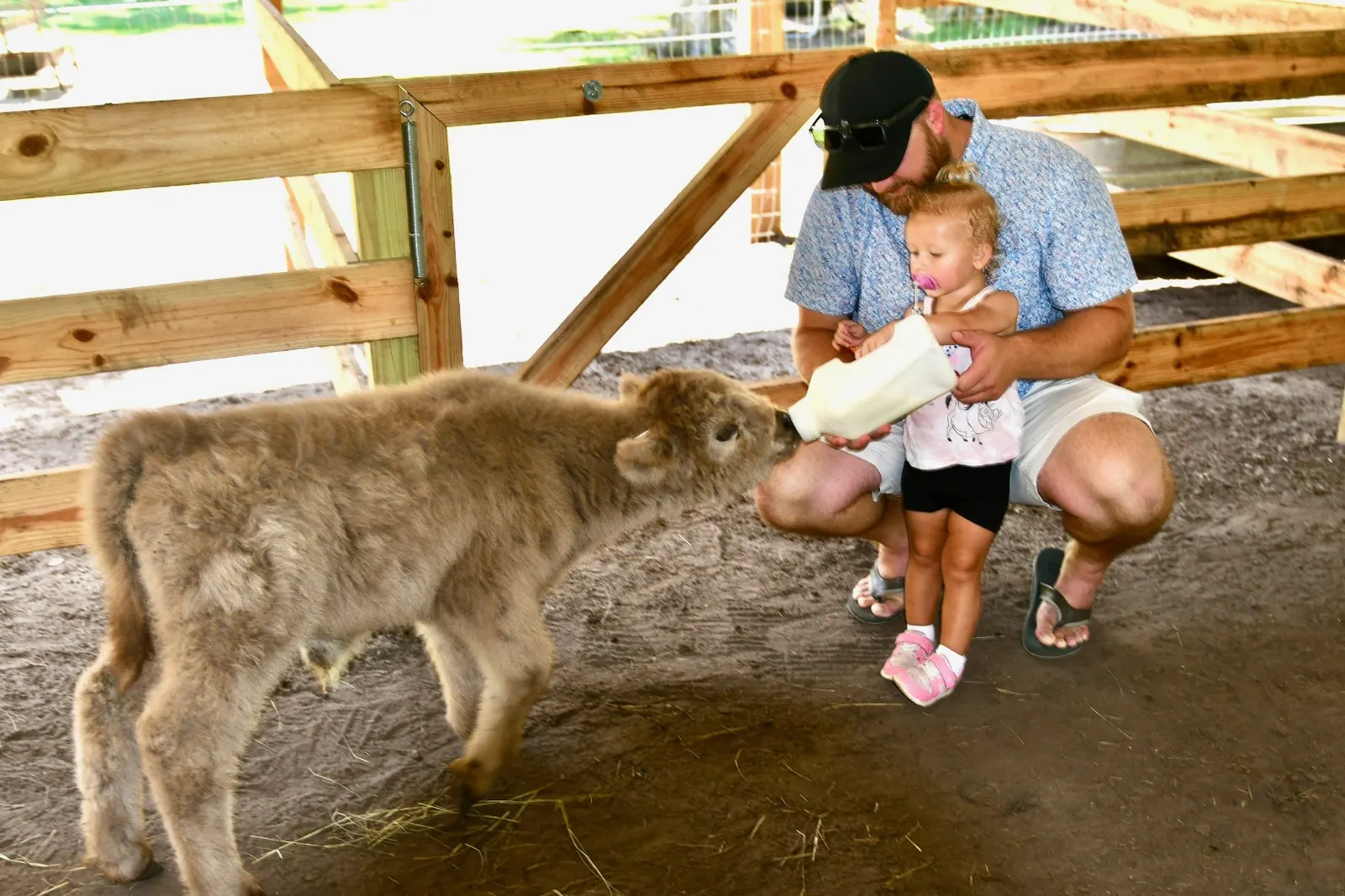 A dad and toddler bottle-feed a fluffy baby highland calf at Mini Moo Land in Kissimmee