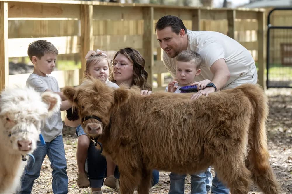 Family petting highland calves at Mini Moo Land