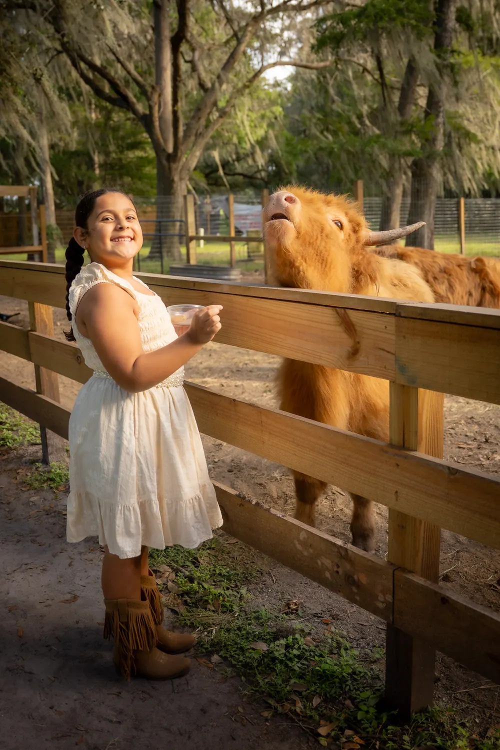 Girl hand-feeding a highland cow over the fence