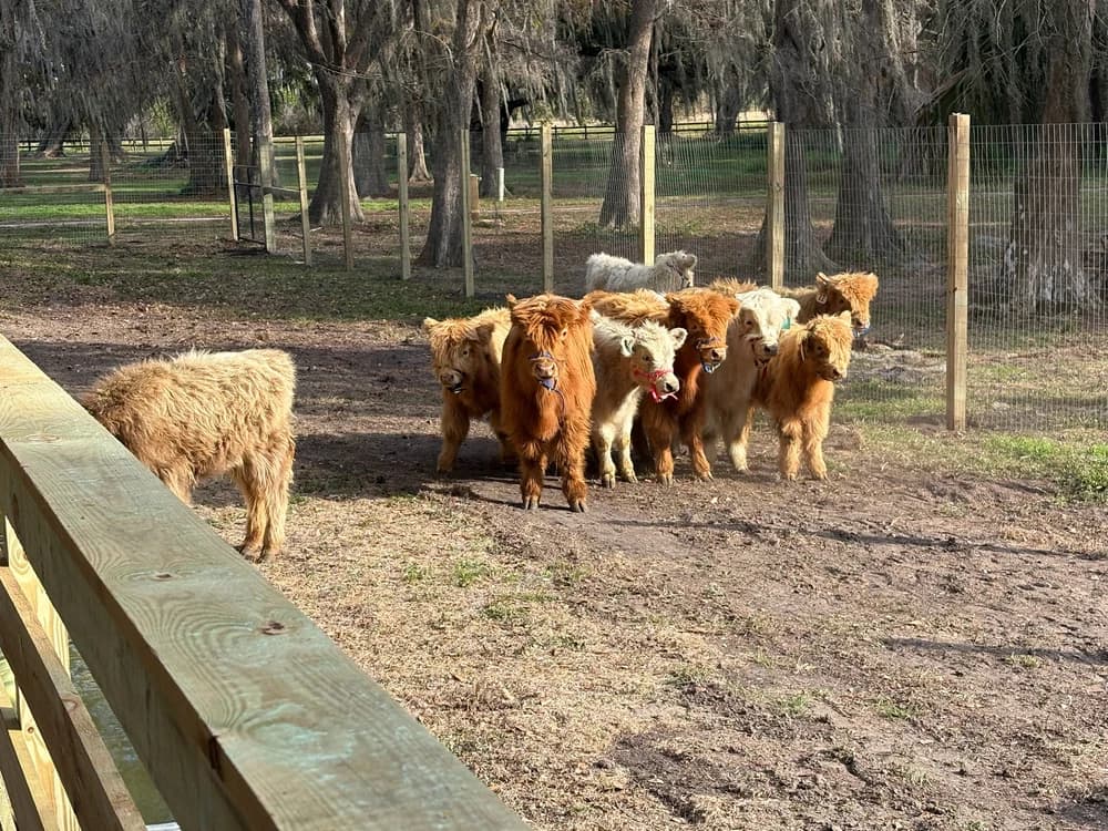 1 Hour Airboat Tour + Highland Cows at Boggy Creek Airboat Adventures, photo 5