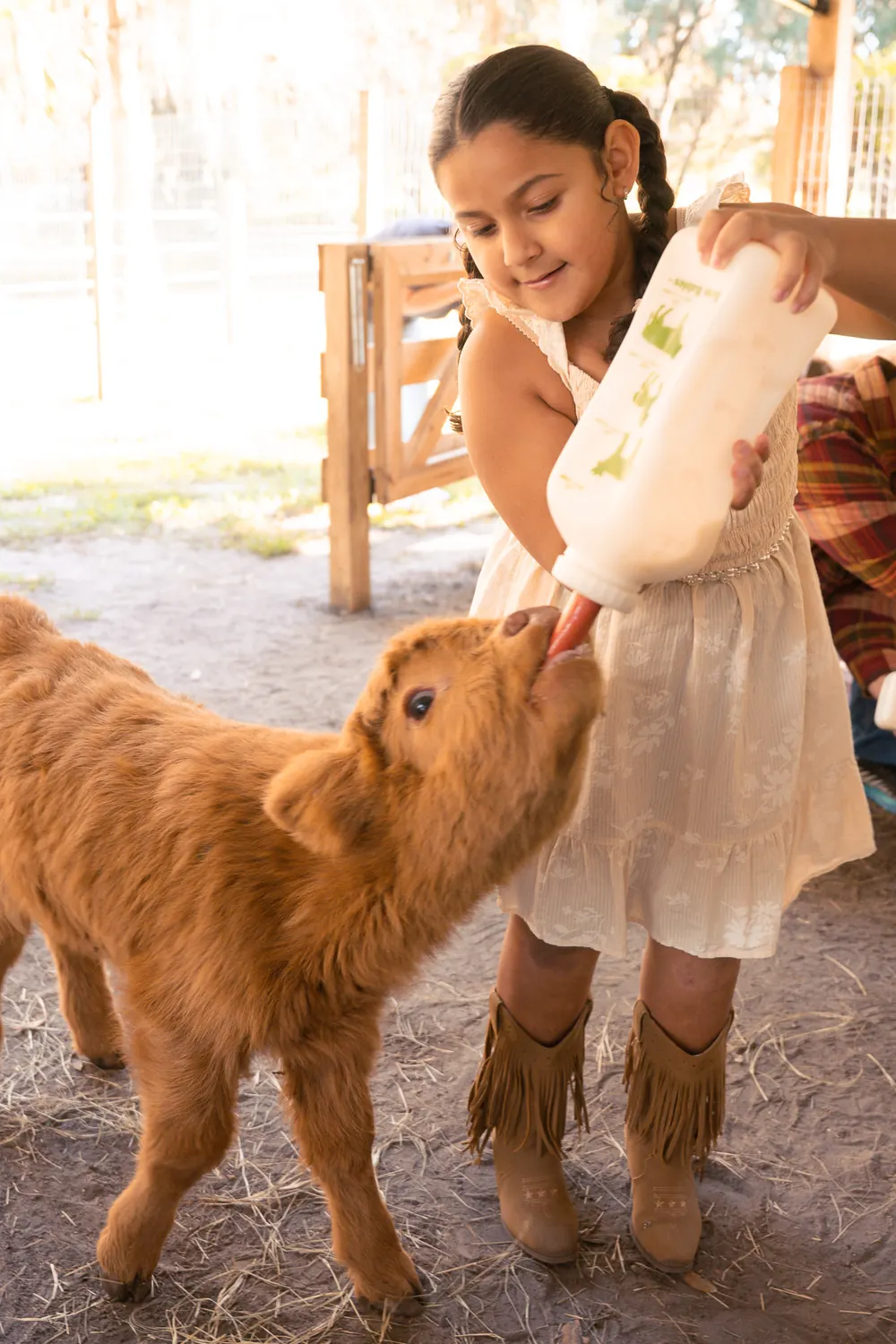 Child bottle-feeding a baby highland calf at Mini Moo Land